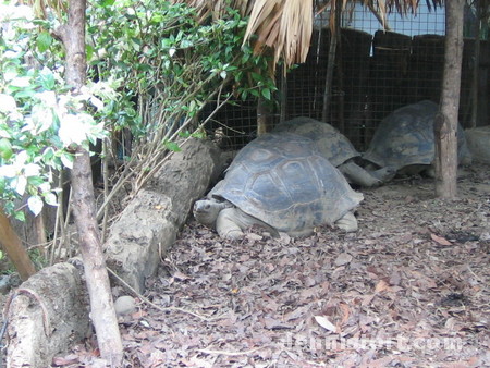 Tortoises in Avilon Zoo, Rizal Philippines